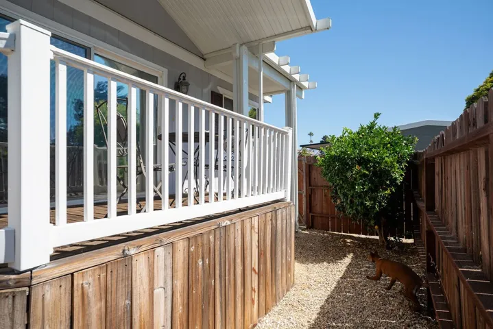 Front fenced yard with Lemon trees