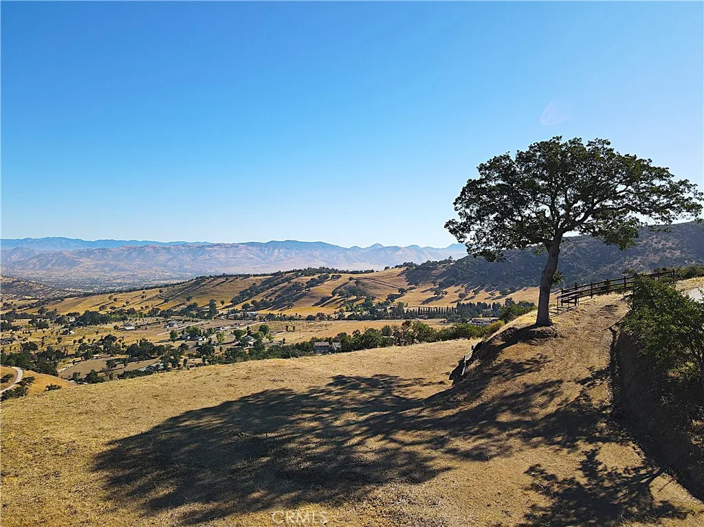This Lone Oak is super healthy stemming from a trim and Mistletoe removal in 2023.