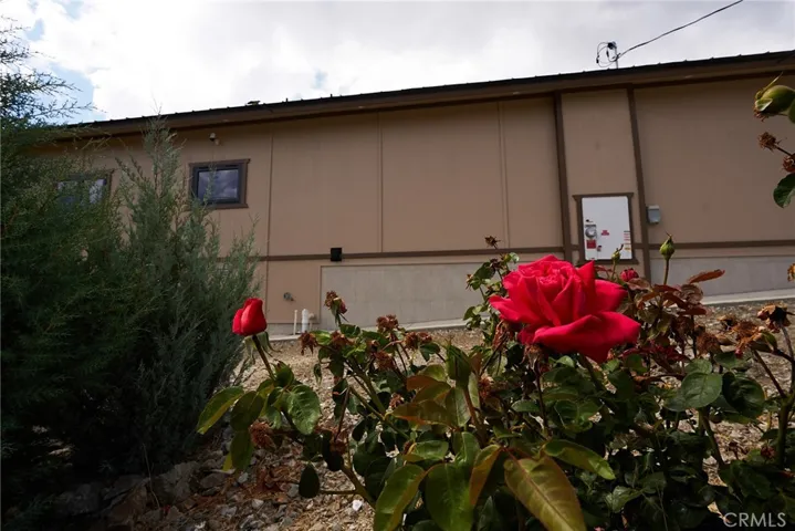 Landscaping Rose Bushes