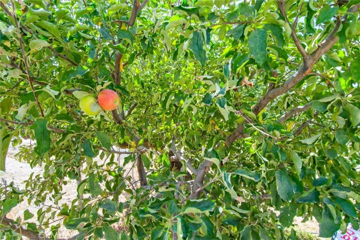 Oak Glen is an apple community with deep roots in the industry.