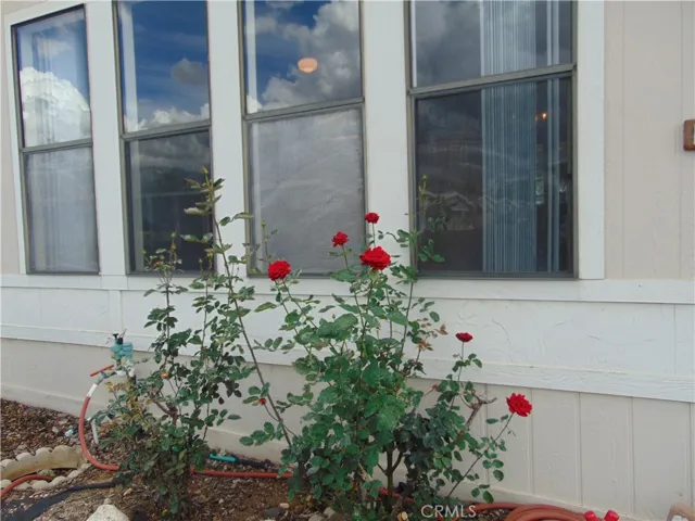 roses in front