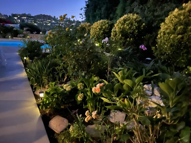 Garden at night