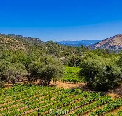 vineyard