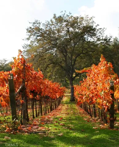 Fall vineyard