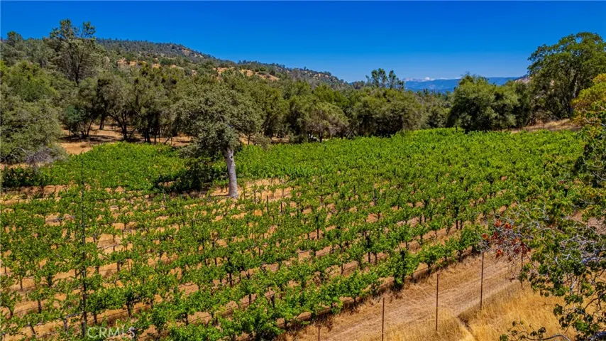 vineyard view
