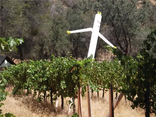 Casper and the vines