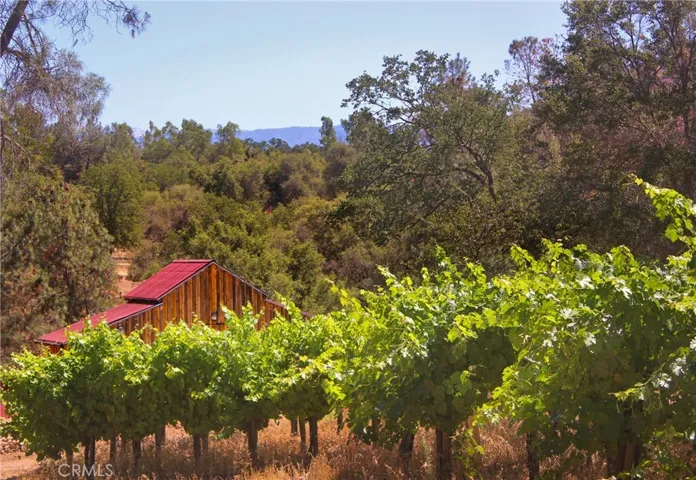 Vines and upper barn