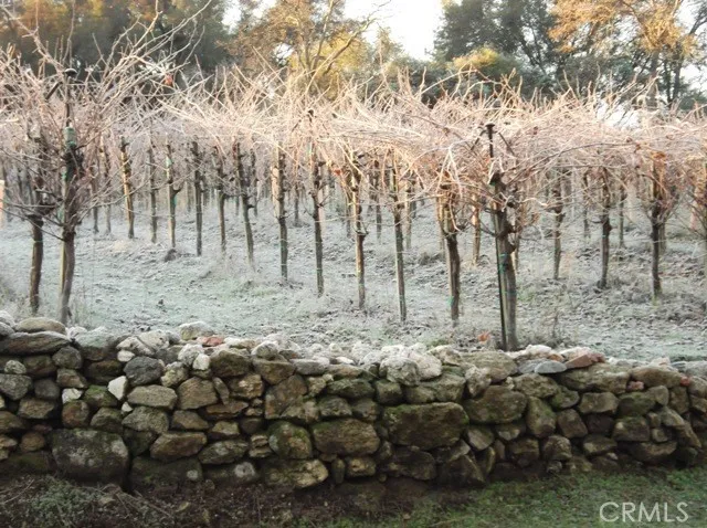 vines in winter