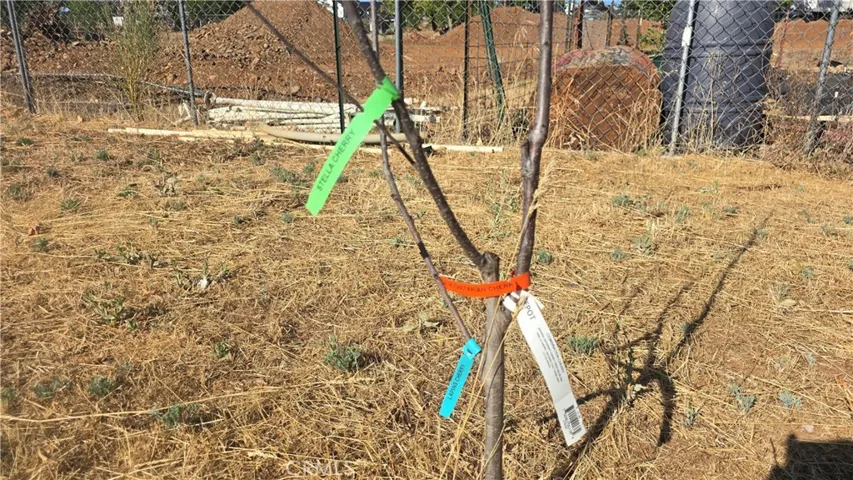 Grafted 3 varieties of Cherry Trees in One!