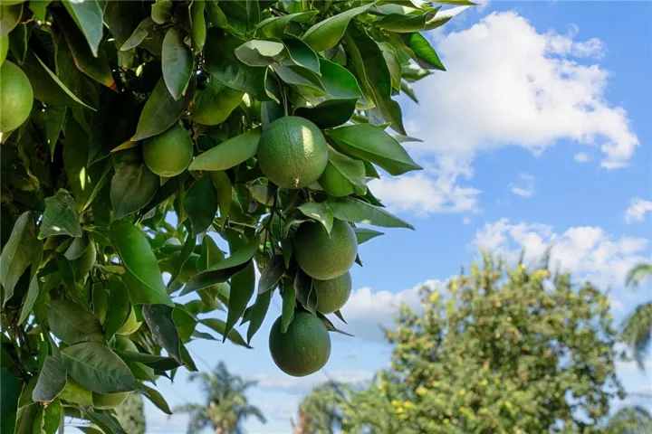 More fruit tress