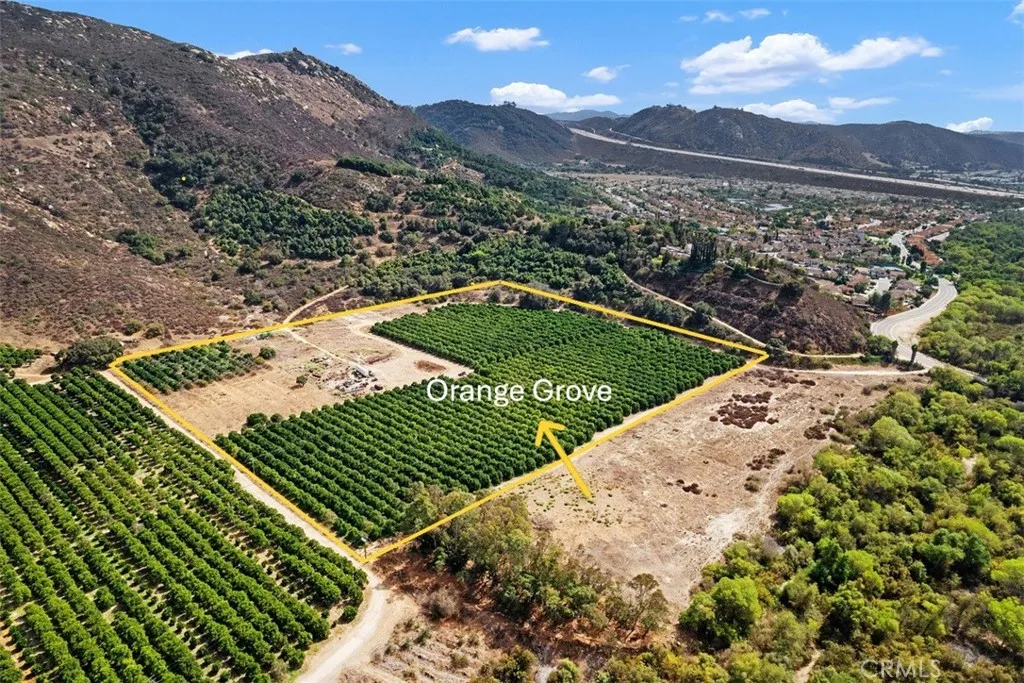 Orange Grove