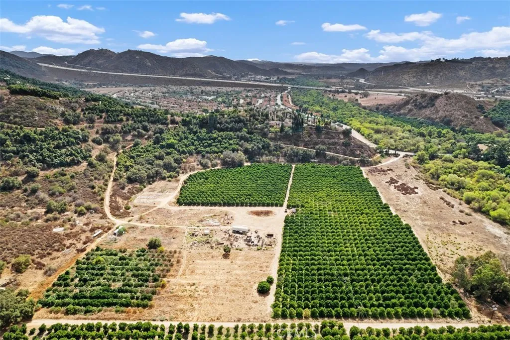 Orange Grove