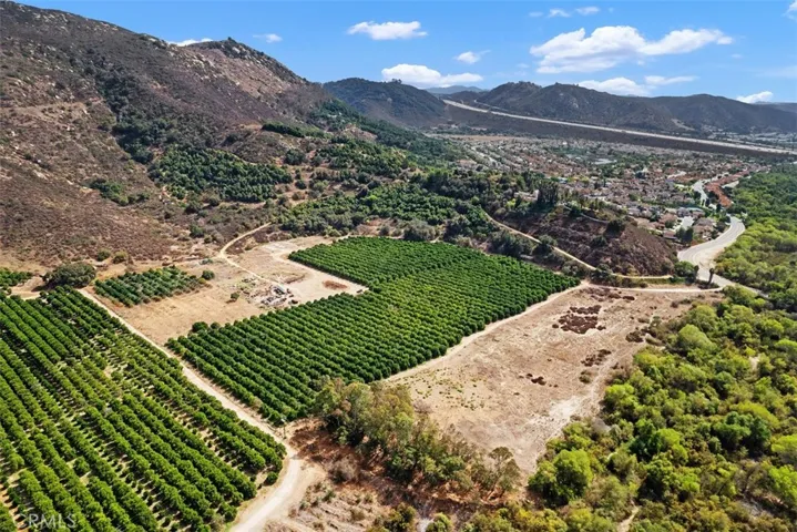 Orchard