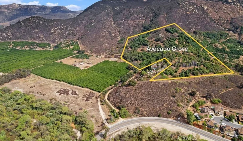 Avocado Grove