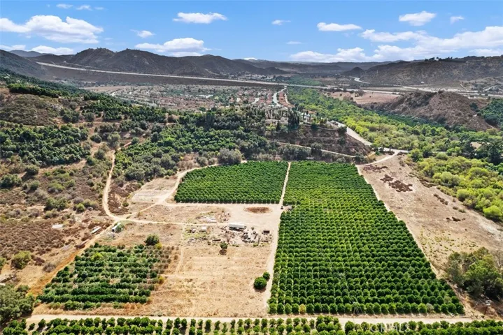 Orange Grove