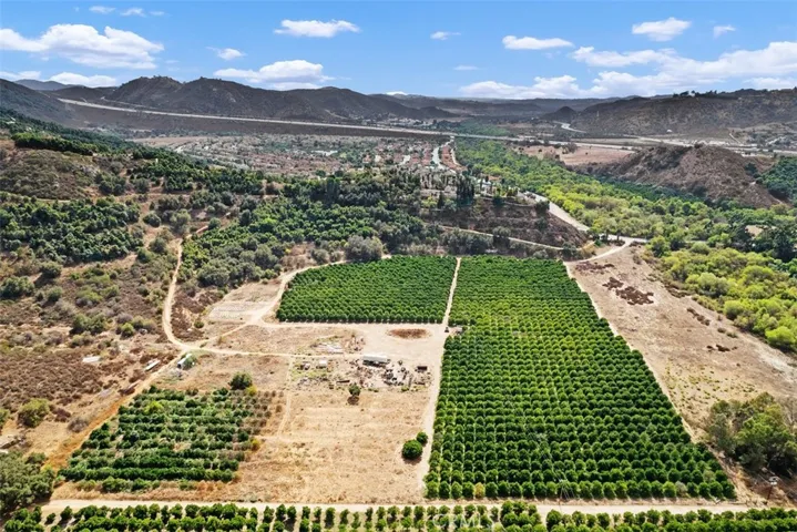 Orange Grove