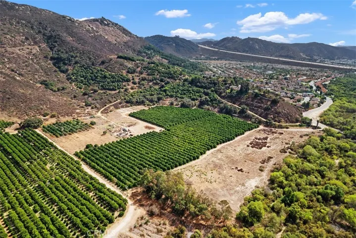 Orchard