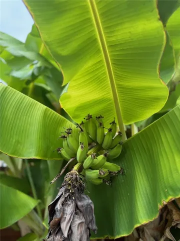 Pick your own bananas from the private patio