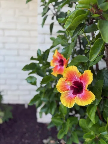 The most beautiful hibiscus bushes in front next to the roses