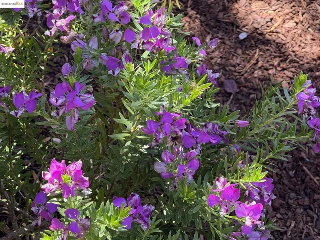Garden detail