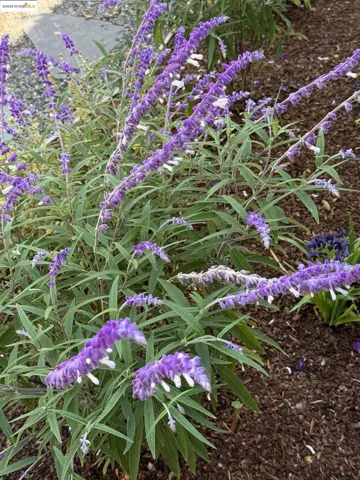 Garden detail