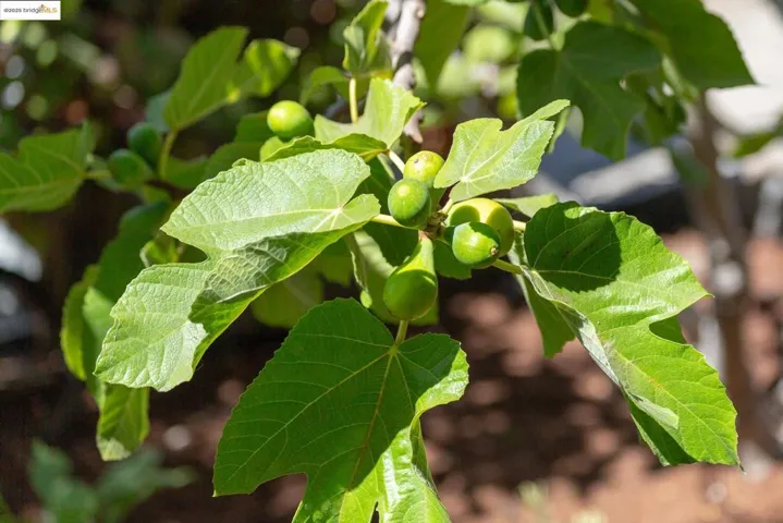 Fig tree details