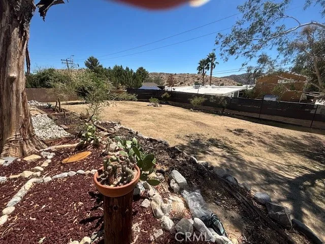 Mature lemon tree