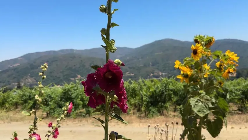 18650 Black Road, Los Gatos, California 95033