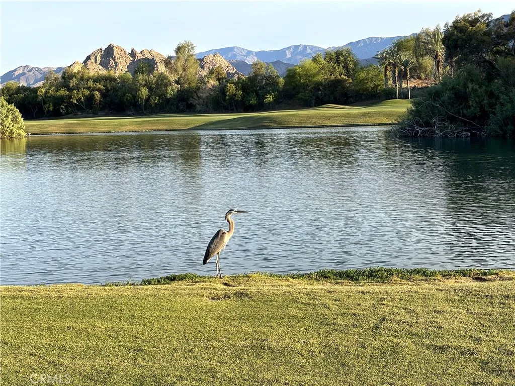 Watch for the Heron rookery in the tree across the water each spring!