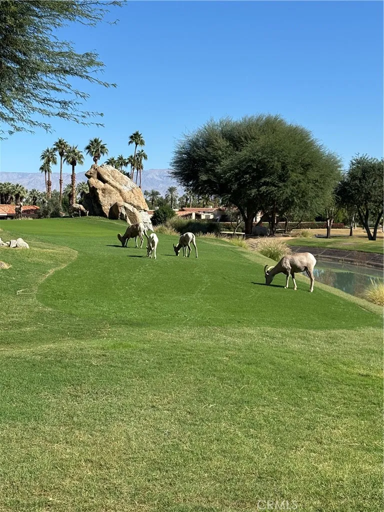 Local big horn sheep down the street