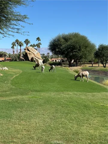 Local big horn sheep down the street