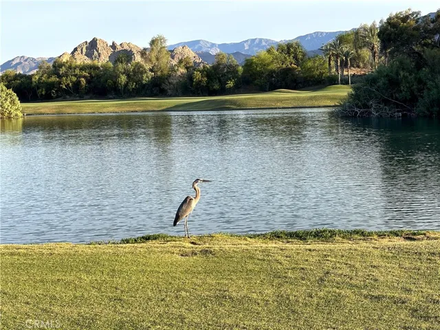 Watch for the Heron rookery in the tree across the water each spring!