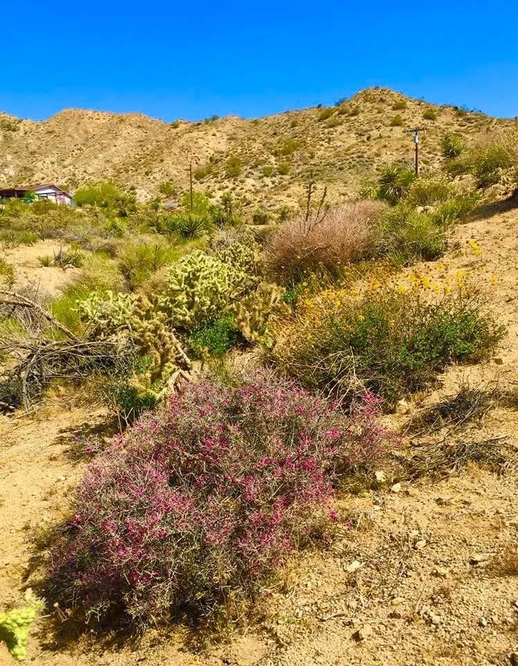 8787 Via La Scala, Morongo Valley, California 92256 home-pic-4