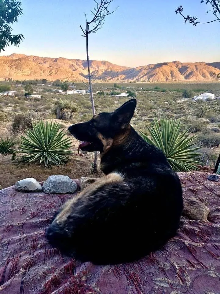 8787 Via La Scala, Morongo Valley, California 92256 home-pic-7