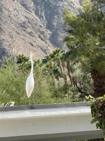 Neighborhood EGRET!!