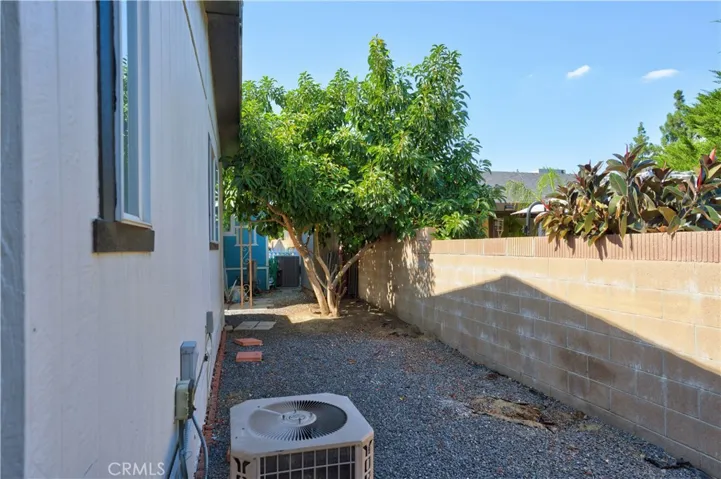 Avocado Tree
