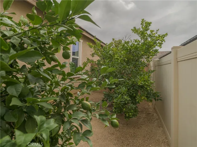 Citrus Trees