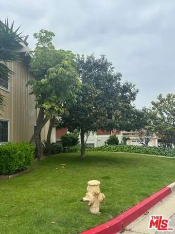 Kumquat tree and window