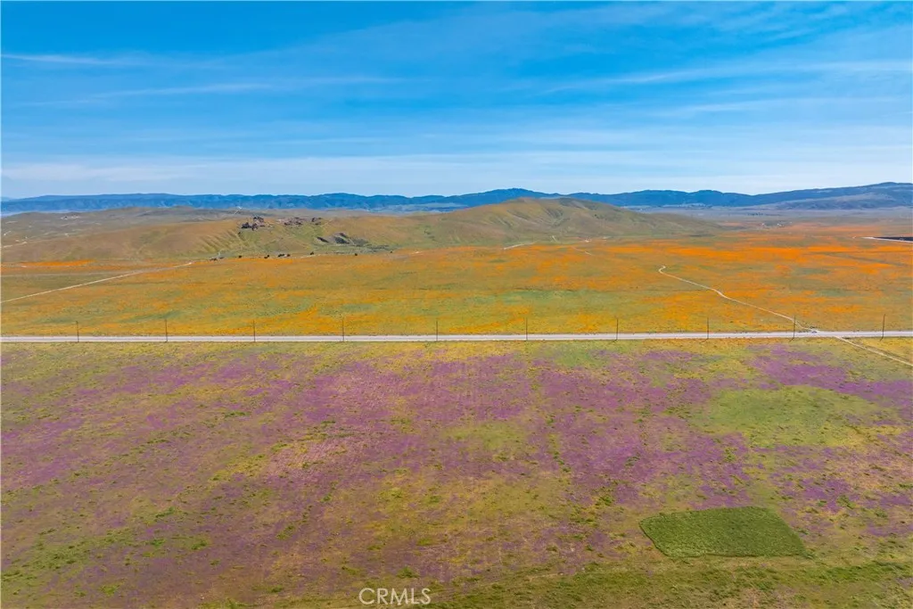 AV Poppies Spring 2026