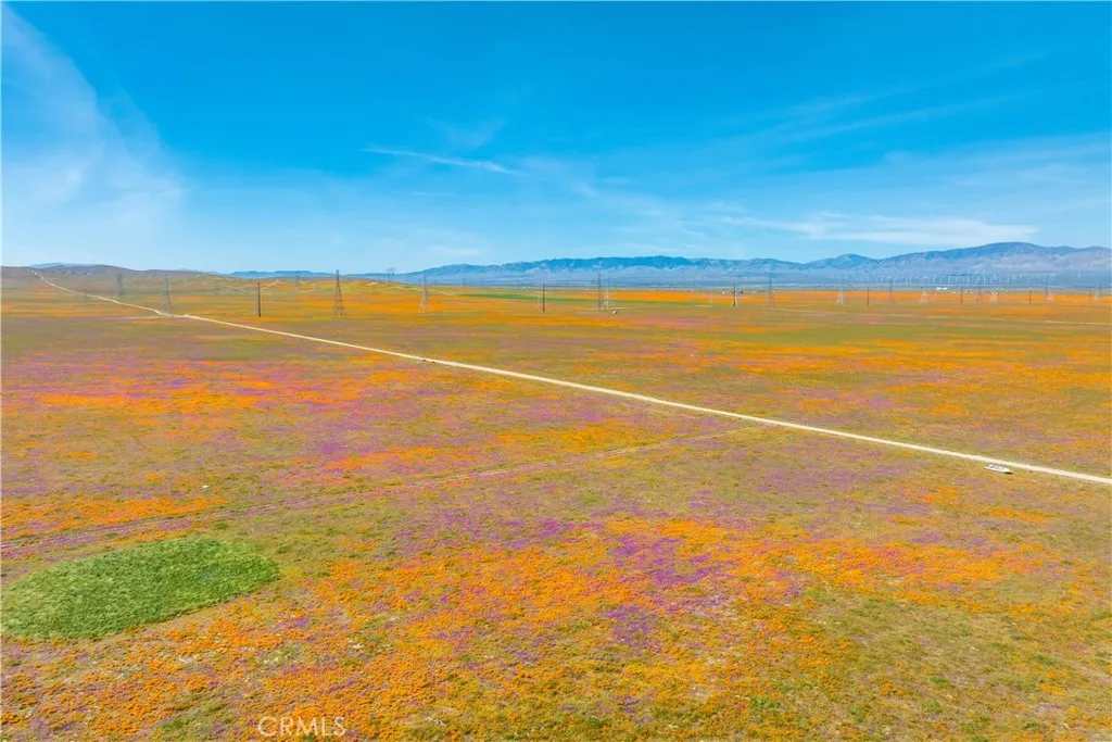 AV Poppies Spring 2026