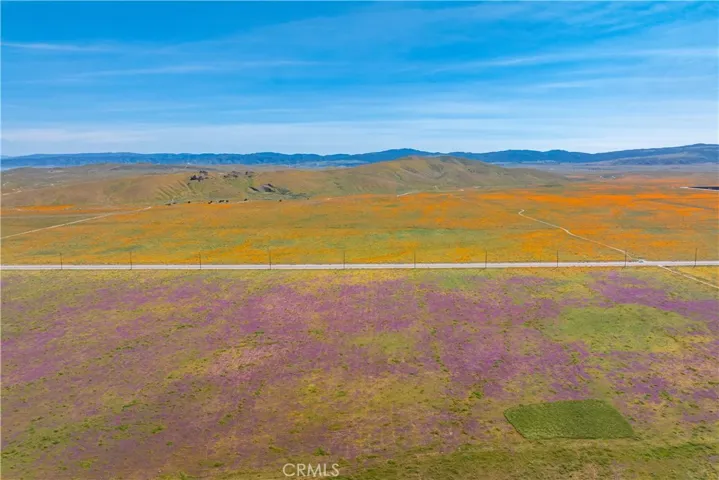 AV Poppies Spring 2026