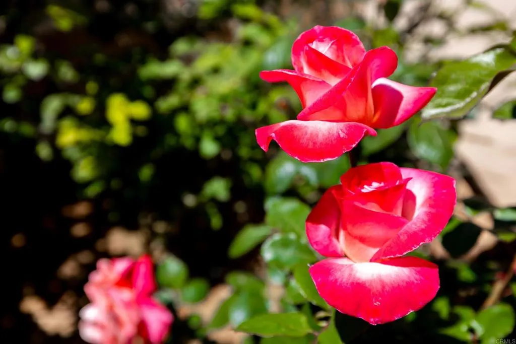 1057 Ridge Heights, Fallbrook, California 92028 home-pic-47