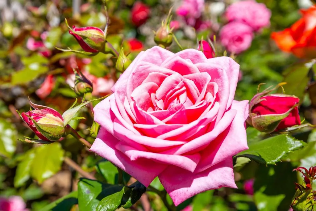 1057 Ridge Heights, Fallbrook, California 92028 home-pic-49