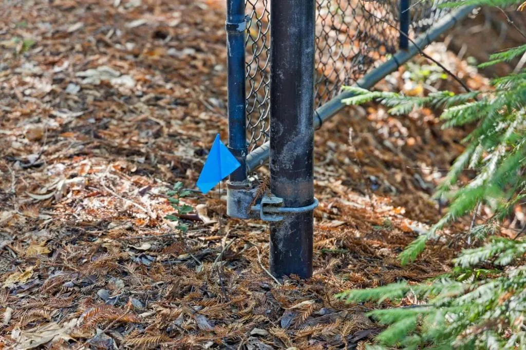 Easy to find, follow blue flags from Green Forest to Property Gate