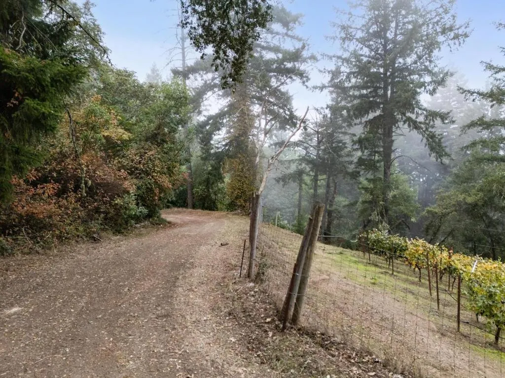 Road is adjacent to Thomas Fogarty vineyards