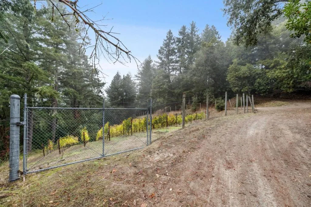 Vineyard are adjacent to the road to the parcel