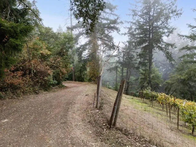Road is adjacent to Thomas Fogarty vineyards