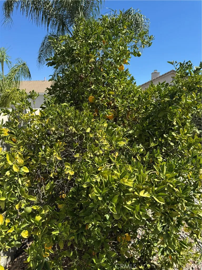 40628 40628 Geyser, Murrieta, California 92562 home-pic-23