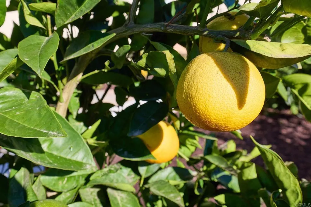 873 Cayley Ave, San Marcos, California 92069 home-pic-31