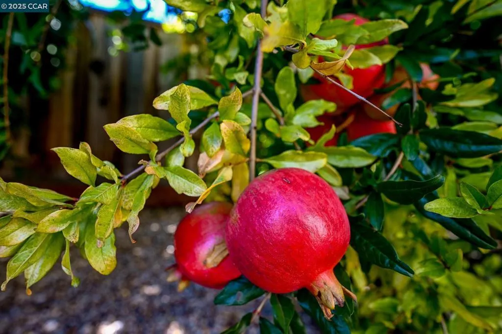 1075 Irwin Court, Concord, California 94518 home-pic-43